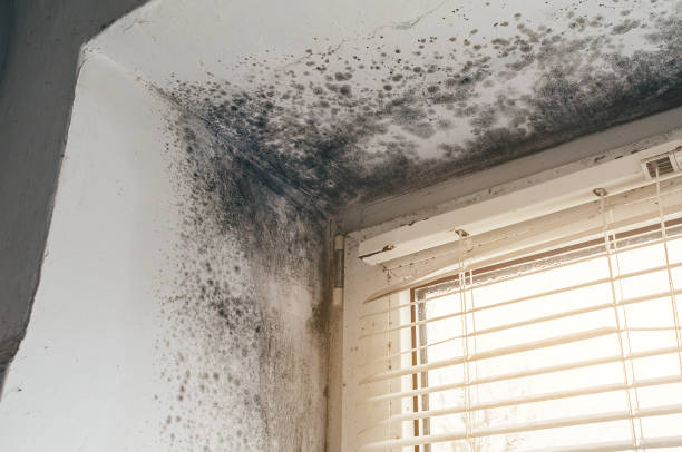 Affordable Mold Inspection And Testing solutions in Black Creek, NC